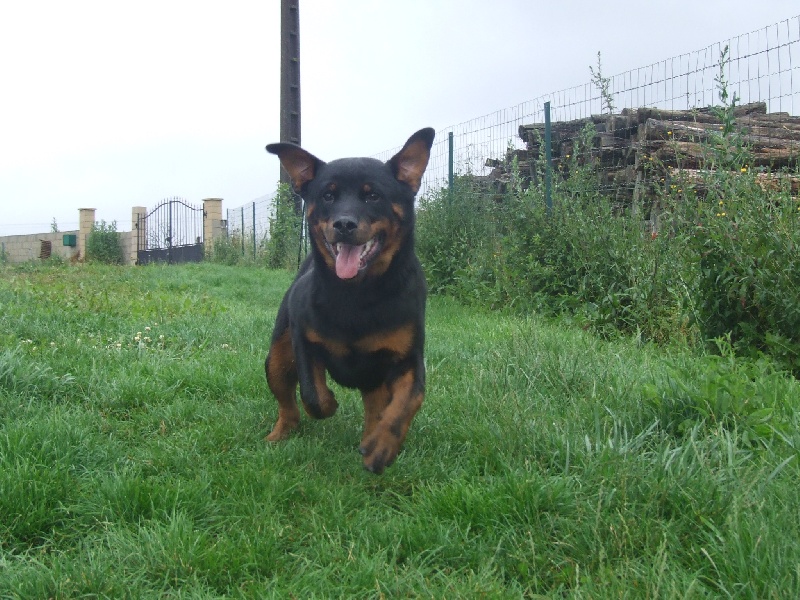 Bhaldo von der Kroning Keiser