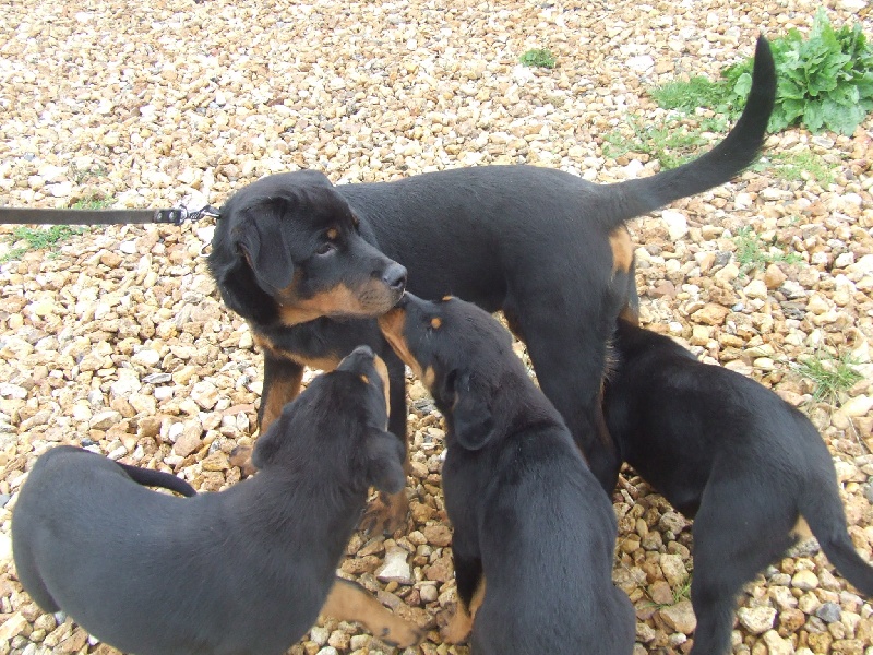 Bhaldo von der Kroning Keiser