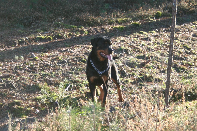 Publication : du domaine de Baïka Auteur : Lagarde L.