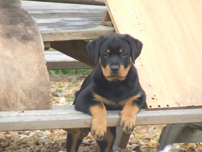 Publication : du domaine de Baïka Auteur : Lagarde L.