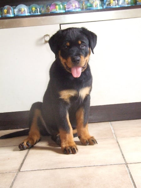 Publication : du domaine de Baïka Auteur : Lagarde L.