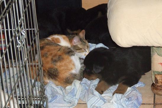 Publication : du domaine de Baïka Auteur : Lagarde L.