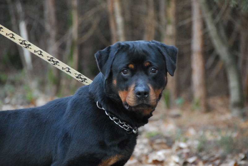 Publication : du domaine de Baïka Auteur : Lagarde L.