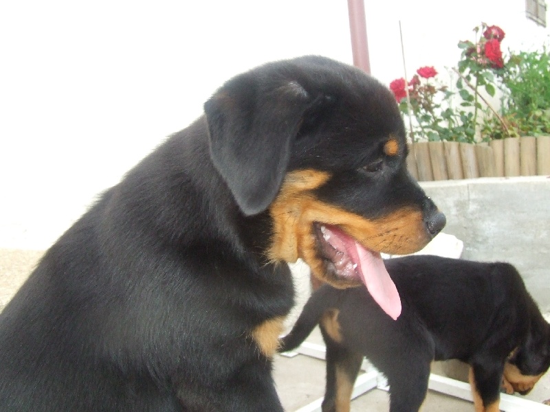 Publication : du domaine de Baïka Auteur : Lagarde L.