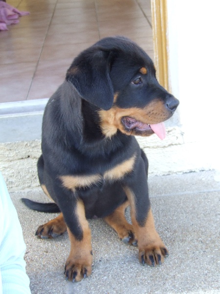 Publication : du domaine de Baïka Auteur : Lagarde L.