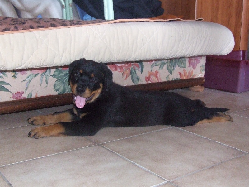 Publication : du domaine de Baïka Auteur : Lagarde L.