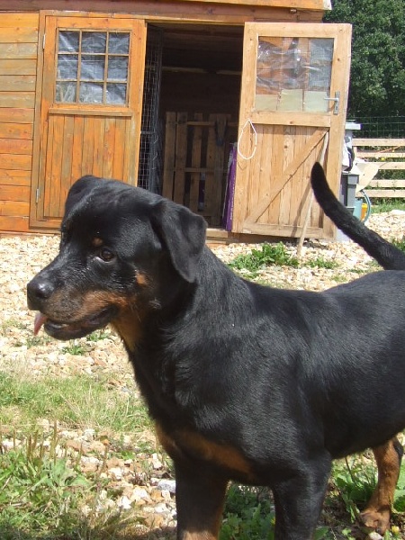 Bhaldo von der Kroning Keiser