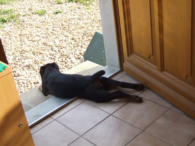 Publication : du domaine de Baïka Auteur : Lagarde L.