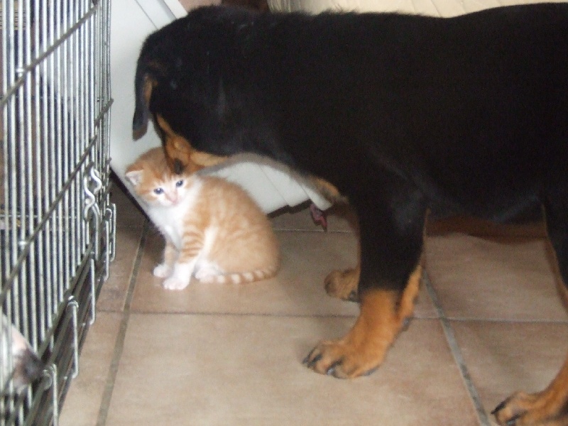 Publication : du domaine de Baïka Auteur : Lagarde L.