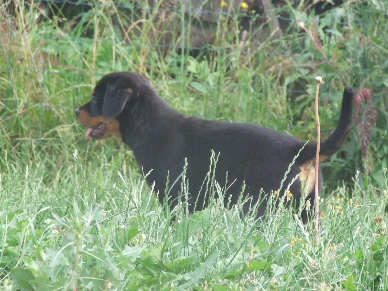 Publication : du domaine de Baïka Auteur : Lagarde L.