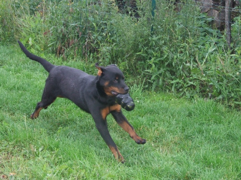 Bhaldo von der Kroning Keiser