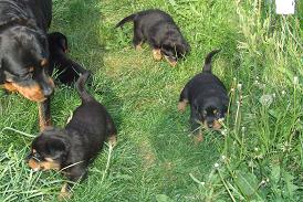 Publication : du domaine de Baïka Auteur : Lagarde L.