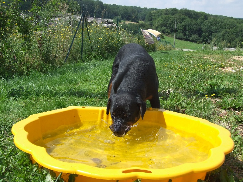 Bhaldo von der Kroning Keiser