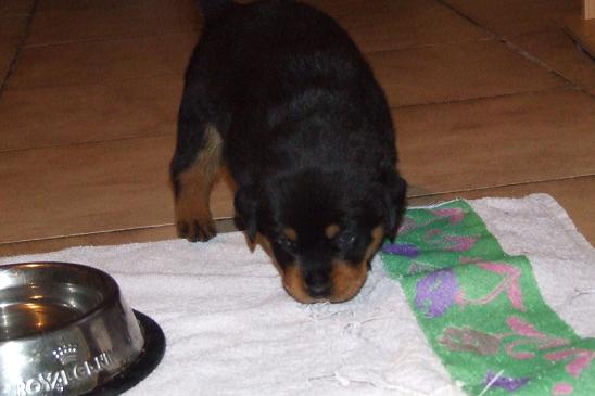 Publication : du domaine de Baïka Auteur : Lagarde L.