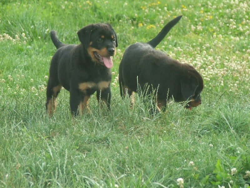 Publication : du domaine de Baïka Auteur : Lagarde L.