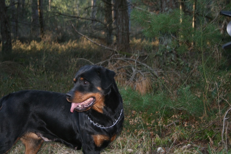 Publication : du domaine de Baïka Auteur : Lagarde L.