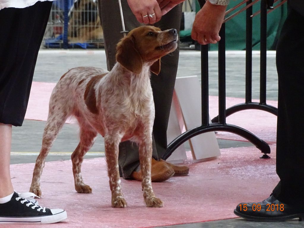 Néfertiti du domaine de Baïka - 1ère Excellent