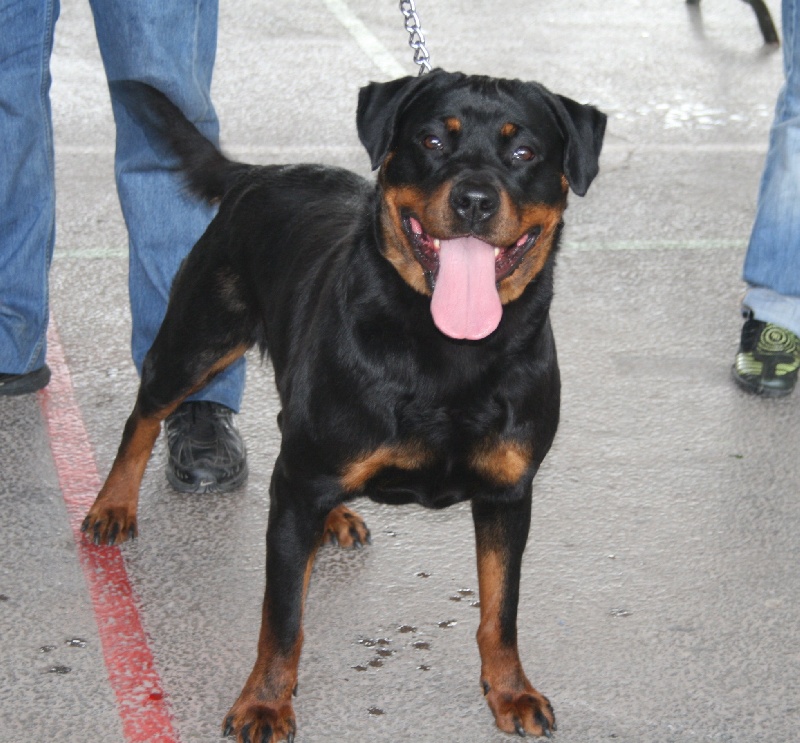 Chelsea du domaine de Baïka - 3ème Excellent