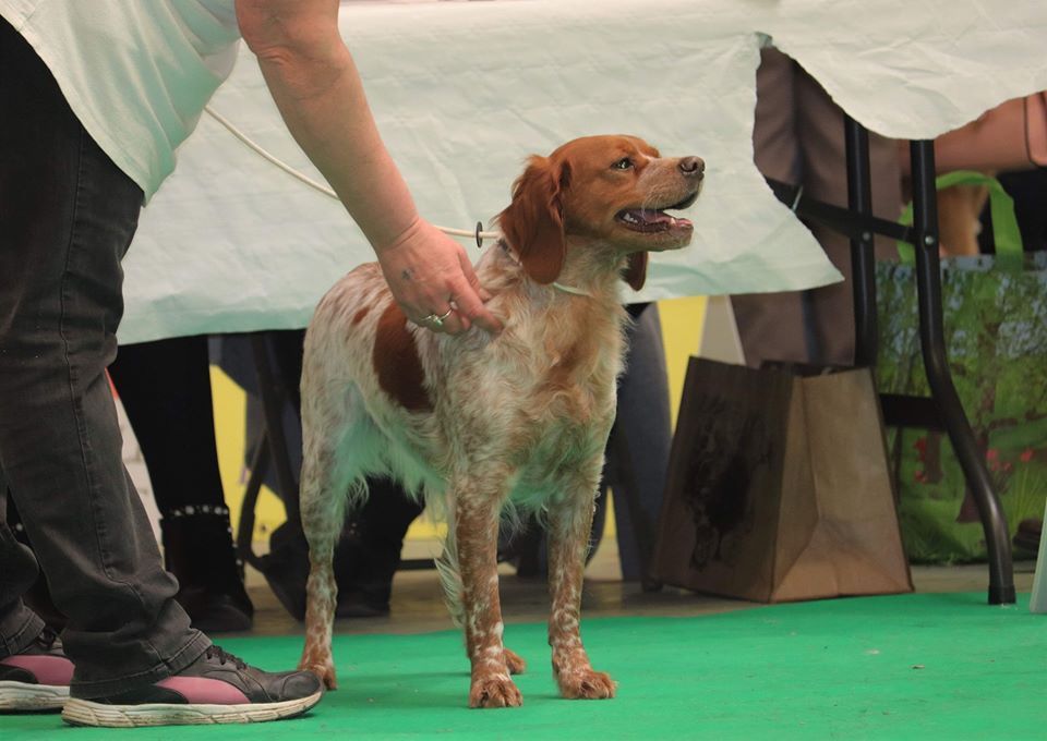 Néfertiti du domaine de Baïka - 1ère Excellent CACS RCACIB