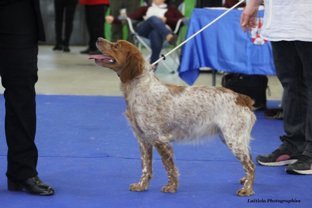 Néfertiti du domaine de Baïka - 1ère Excellent CACS CACIB Meilleur de Race