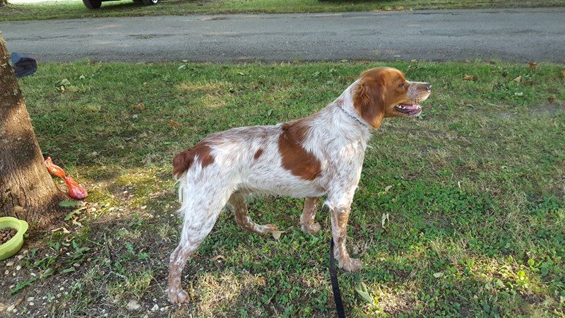 Néfertiti du domaine de Baïka - 1ère Excellente Meilleur Jeune