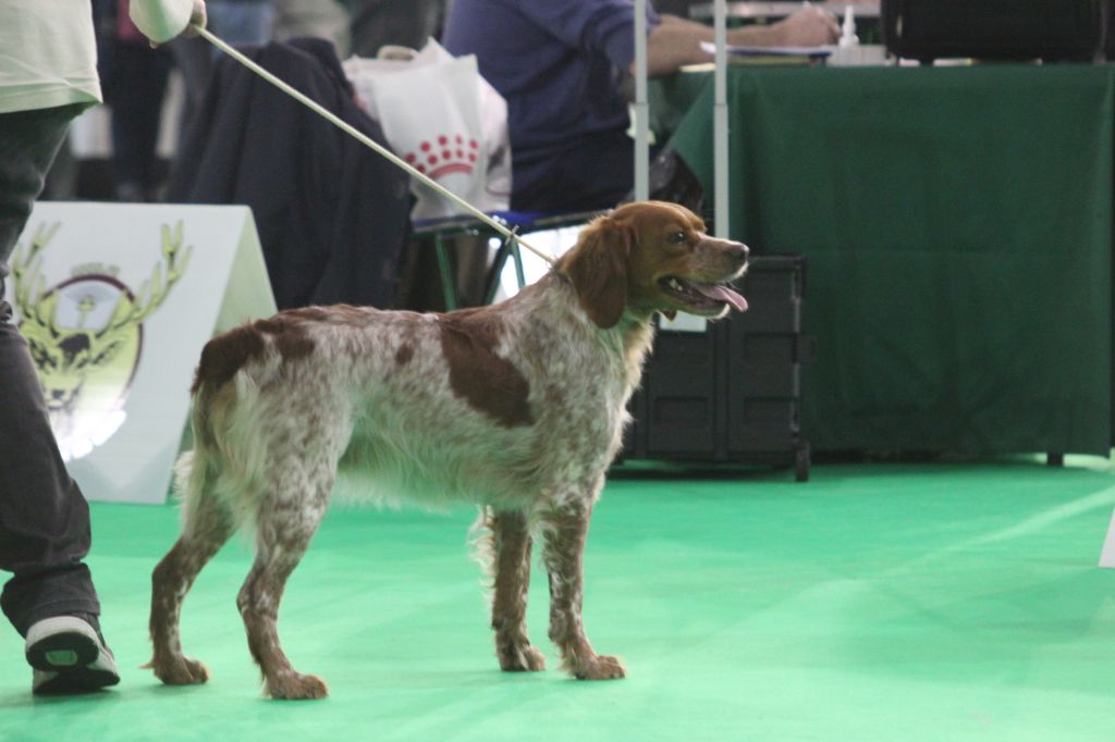 Néfertiti du domaine de Baïka - 1ère Excellent CACS CACIB Meilleur de Race