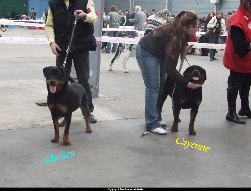 Chelsea du domaine de Baïka - 4ème Très Bon