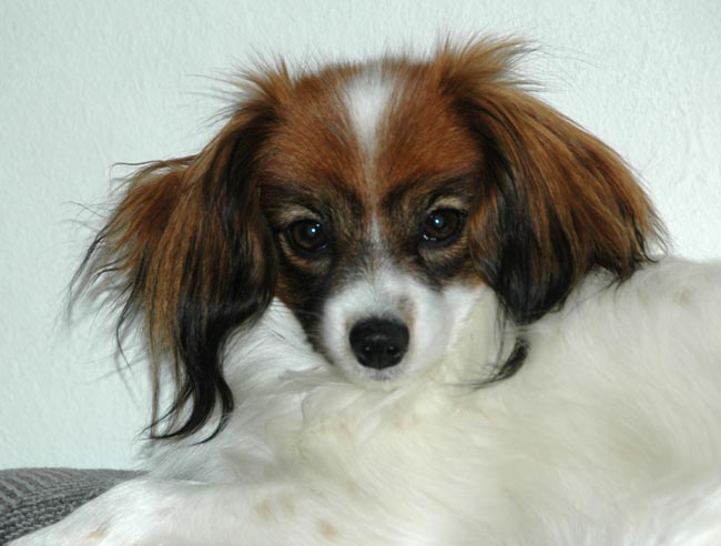 Publication : du Priamont de la Perce Neige