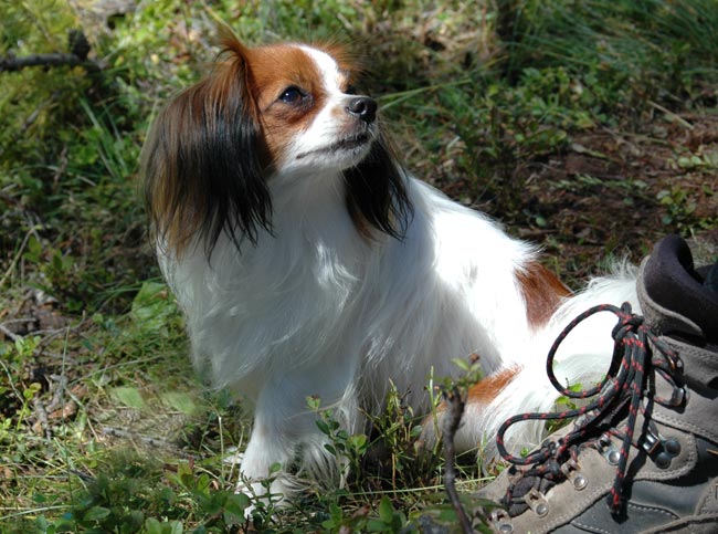 Publication : du Priamont de la Perce Neige