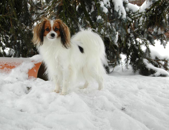 Publication : du Priamont de la Perce Neige