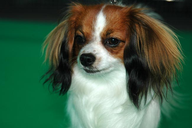 Publication : du Priamont de la Perce Neige