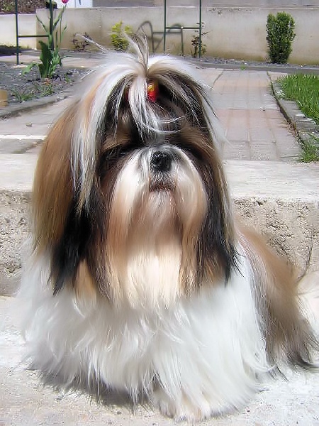 Publication : du Golden Palace