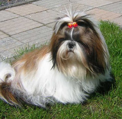 Publication : du Golden Palace