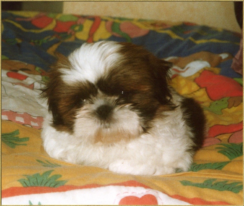 Publication : du Golden Palace