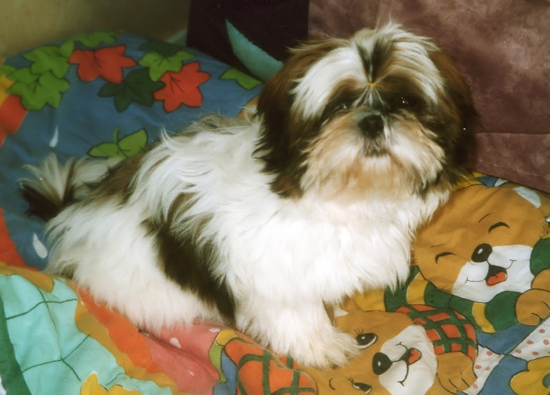 Publication : du Golden Palace