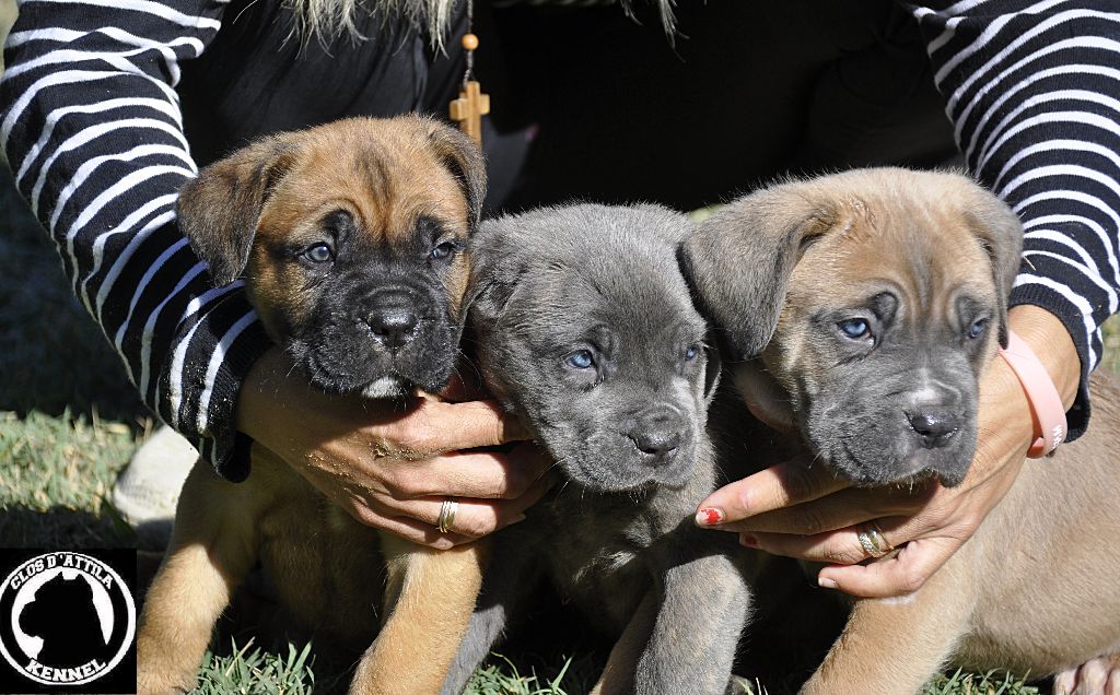 du clos d'Attila - Cane Corso - Portée née le 25/08/2018