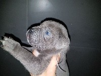 du clos d'Attila - Cane Corso - Portée née le 05/10/2018