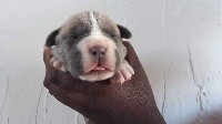 du clos d'Attila - Cane Corso - Portée née le 26/11/2018
