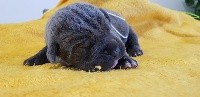 du clos d'Attila - Cane Corso - Portée née le 05/10/2018