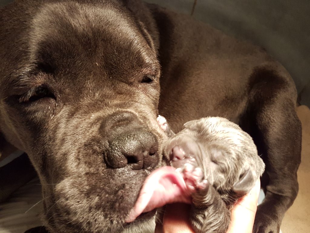 chiot Cane Corso du clos d'Attila