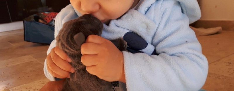 du clos d'Attila - Cane Corso - Portée née le 08/11/2016