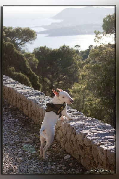 So Addictive Gem blaze