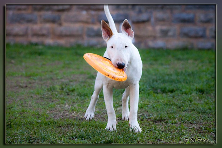 So Addictive Gem blaze