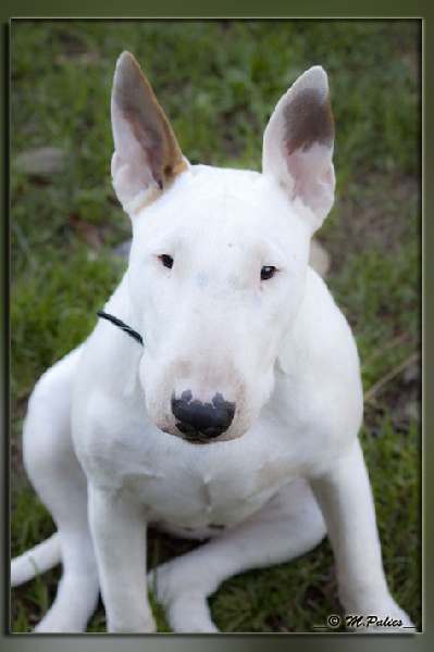 So Addictive Gem blaze