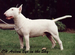 Publication : So Addictive