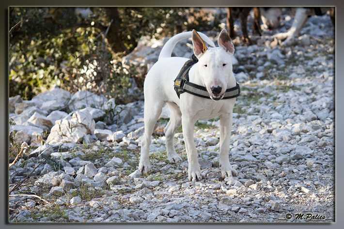 So Addictive Gem blaze