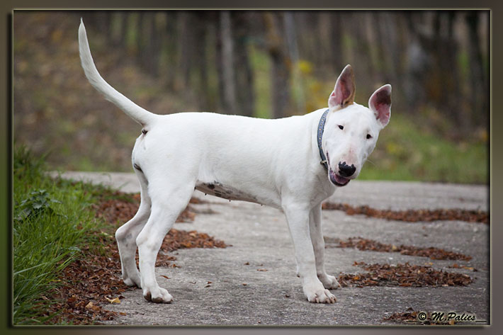 So Addictive Gem blaze