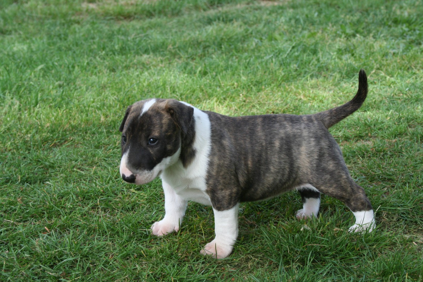 CHIOT 1