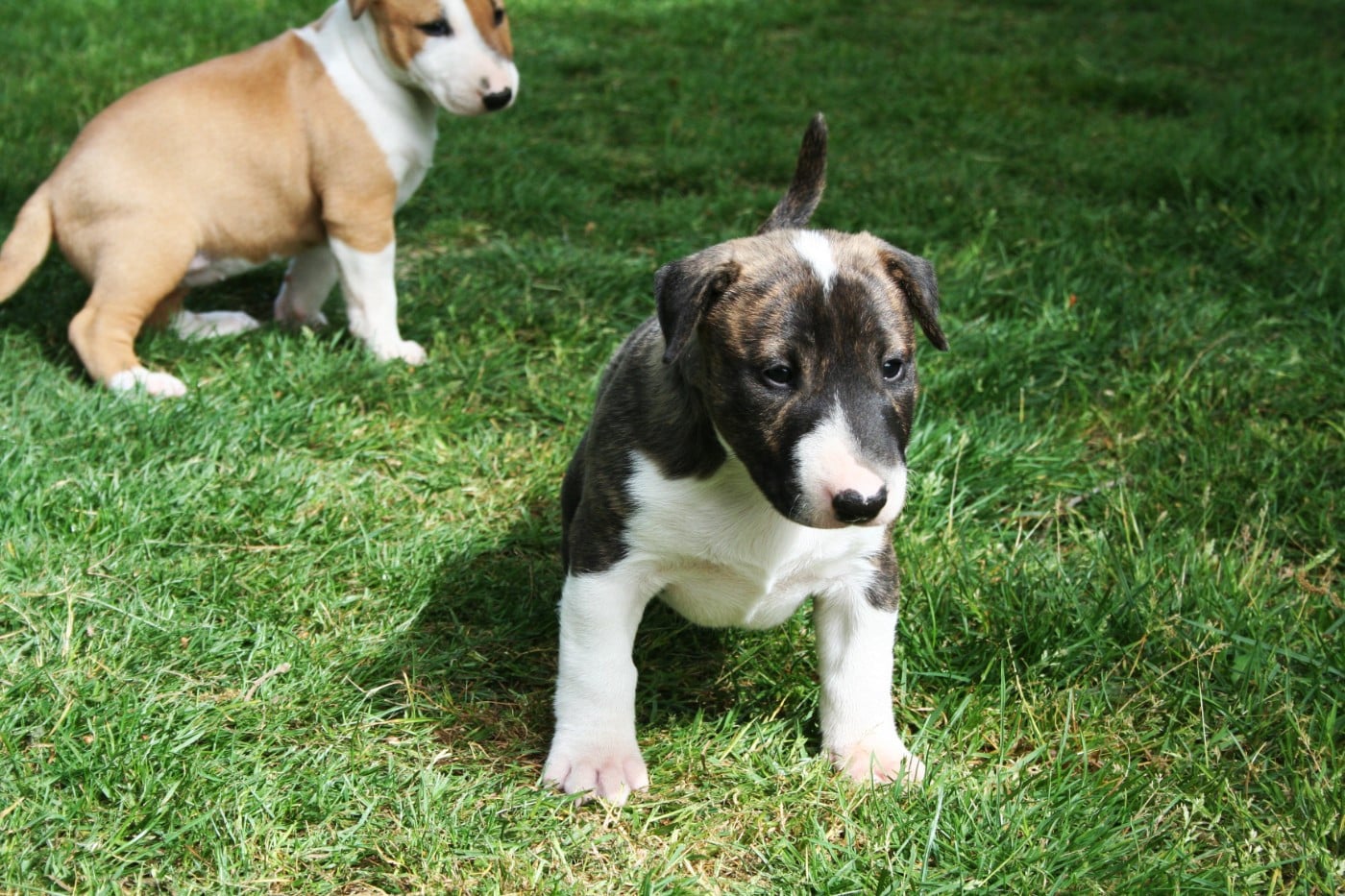 CHIOT 1