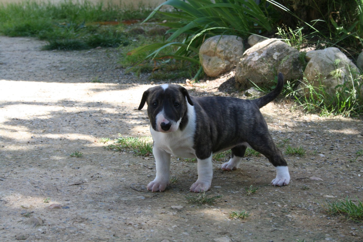 CHIOT 1